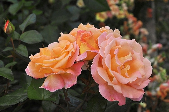 Роза чайно-гибридная Лолита 1 шт